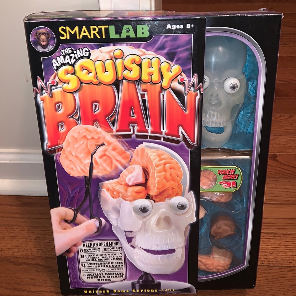 New‼️The Amazing Squishy Brain by Smart Lab